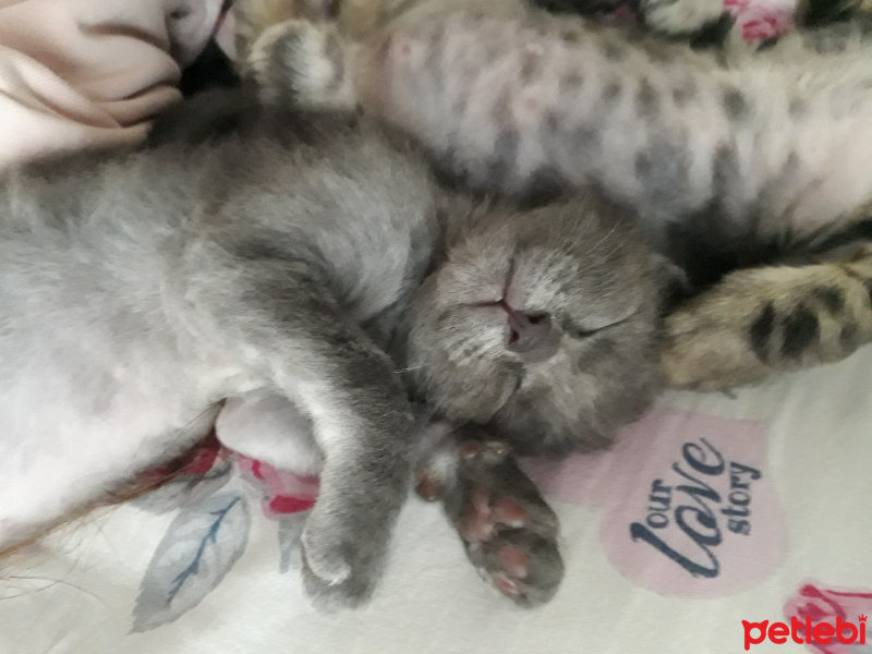 Tekir Kedi, Kedi  Turşu fotoğrafı