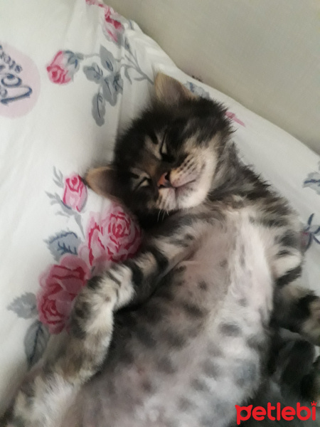 Tekir Kedi, Kedi  Tarçın fotoğrafı