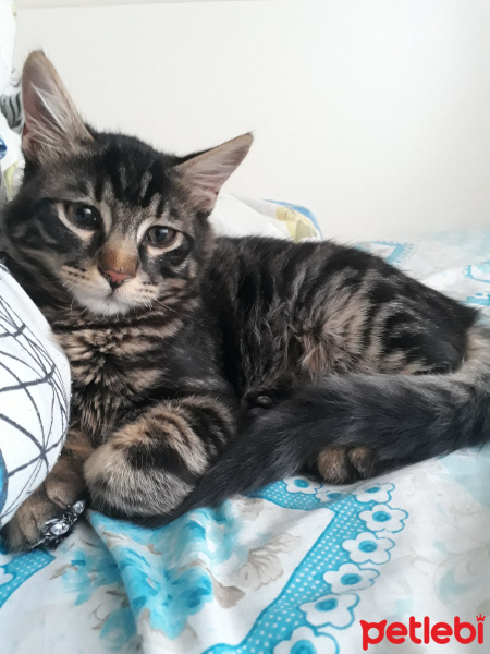 Tekir Kedi, Kedi  Tarçın fotoğrafı