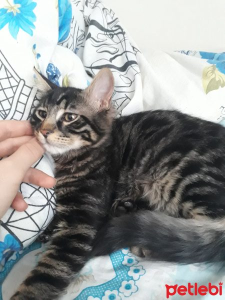Tekir Kedi, Kedi  Tarçın fotoğrafı