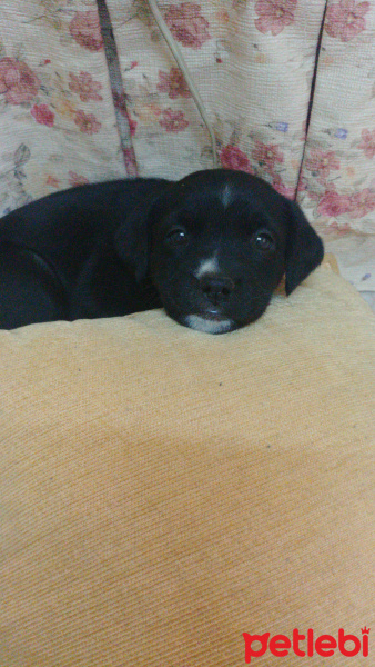 Labrador Retriever, Köpek  Kömür fotoğrafı
