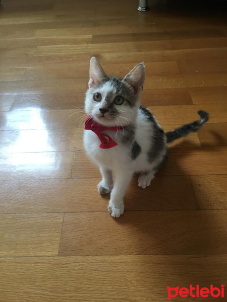 Tekir Kedi, Kedi  Çitos fotoğrafı