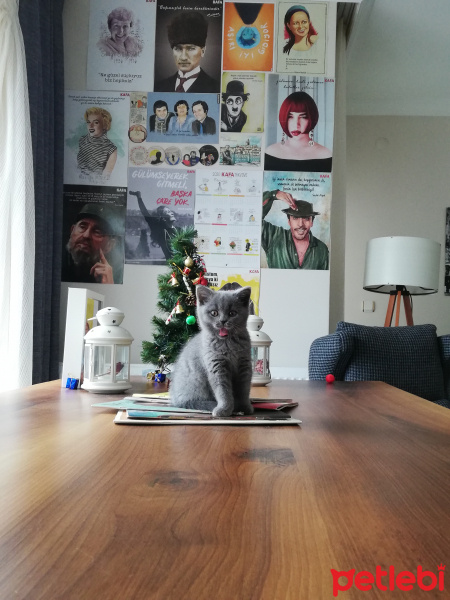 British Shorthair, Kedi  Mia fotoğrafı