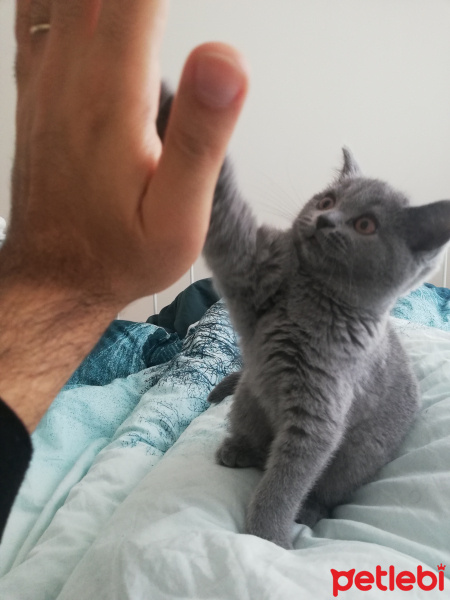 British Shorthair, Kedi  Mia fotoğrafı