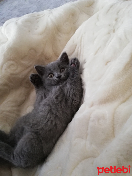 British Shorthair, Kedi  Mia fotoğrafı