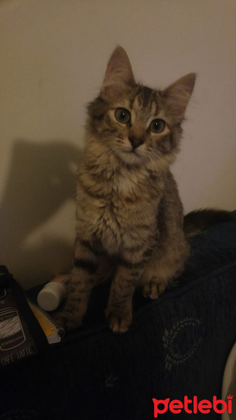 Tekir Kedi, Kedi  Gofret fotoğrafı