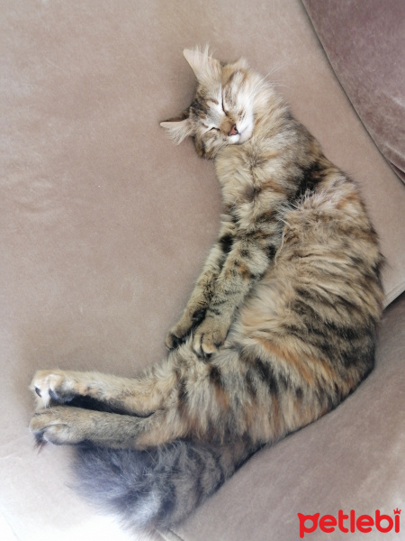 Tekir Kedi, Kedi  Gofret fotoğrafı