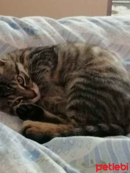 Tekir Kedi, Kedi  Çıtır fotoğrafı