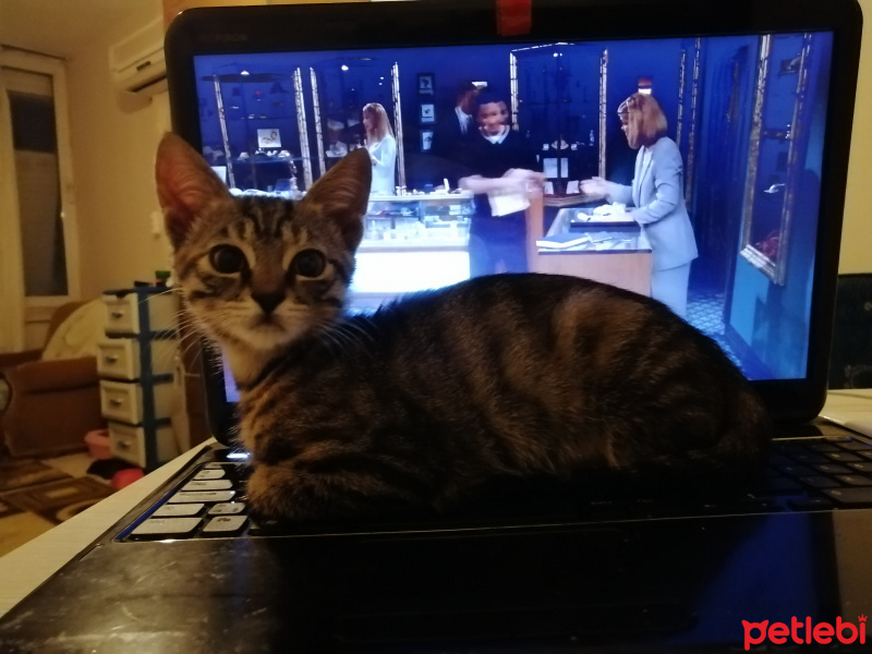 Tekir Kedi, Kedi  Çıtır fotoğrafı