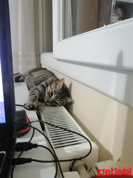 Tekir Kedi, Kedi  Çıtır fotoğrafı