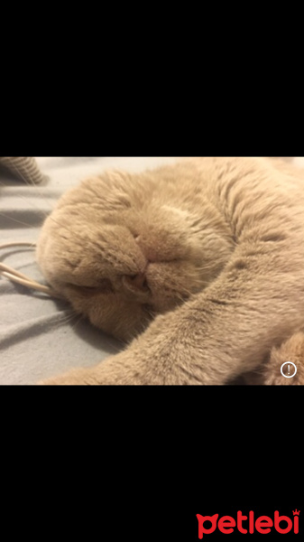 British Shorthair, Kedi  Sushi fotoğrafı