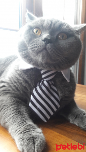 British Shorthair, Kedi  Duman fotoğrafı