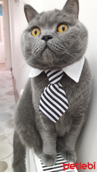 British Shorthair, Kedi  Duman fotoğrafı