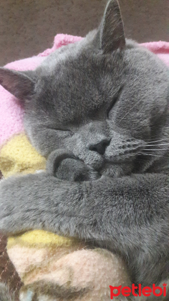 British Shorthair, Kedi  Duman fotoğrafı