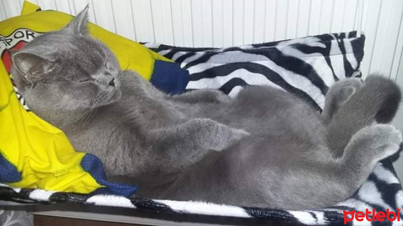 British Shorthair, Kedi  Duman fotoğrafı