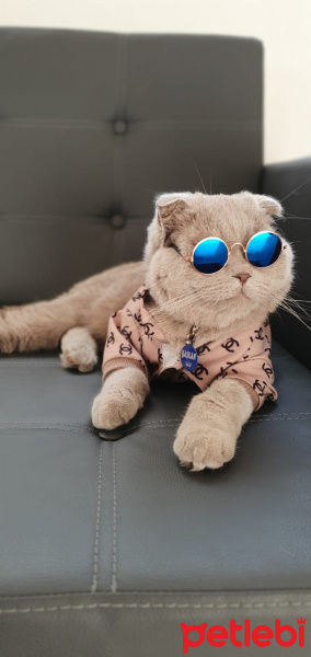 Scottish Fold, Kedi  Başkan fotoğrafı