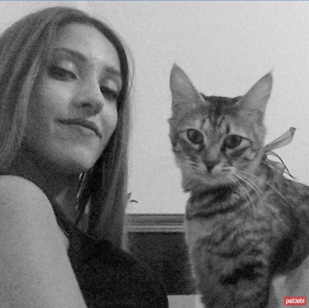 Honey Bear, Kedi  Luna fotoğrafı