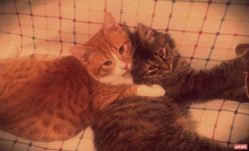Honey Bear, Kedi  Luna fotoğrafı