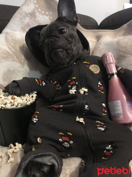 Fransız Bulldog, Köpek  Venüs fotoğrafı