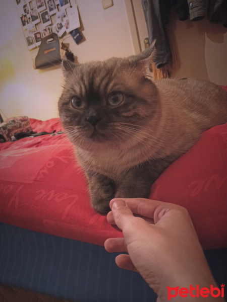 British Shorthair, Kedi  Gölge fotoğrafı
