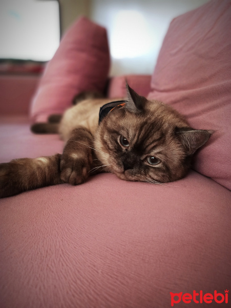 British Shorthair, Kedi  Gölge fotoğrafı