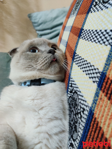 Scottish Fold, Kedi  RIFKI fotoğrafı