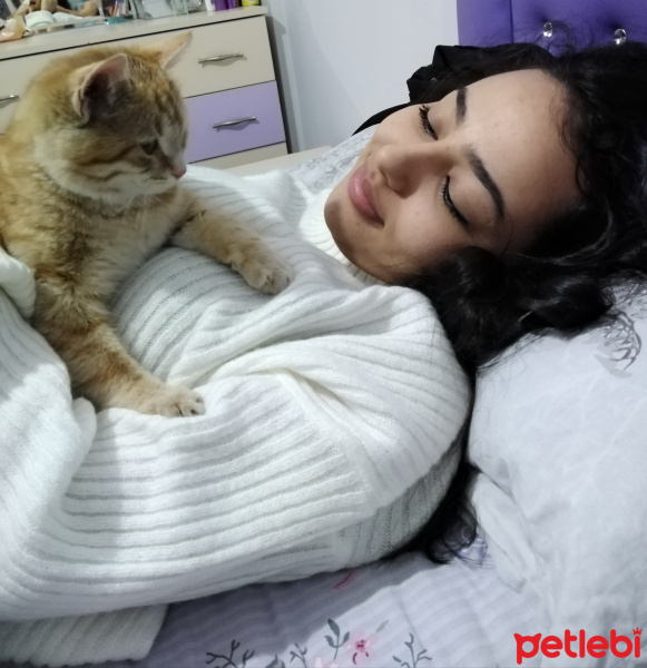 Sarman, Kedi  Güneş fotoğrafı