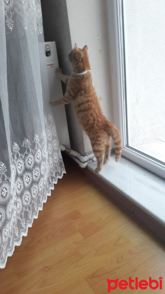 Sarman, Kedi  Güneş fotoğrafı