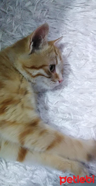Sarman, Kedi  Güneş fotoğrafı