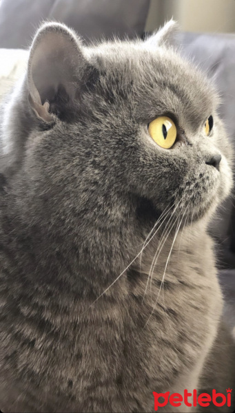 British Shorthair, Kedi  Patiş fotoğrafı