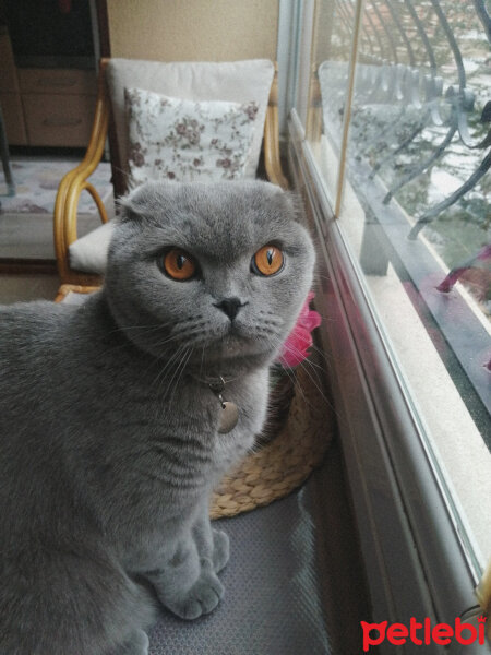 Scottish Fold, Kedi  DUMAN fotoğrafı