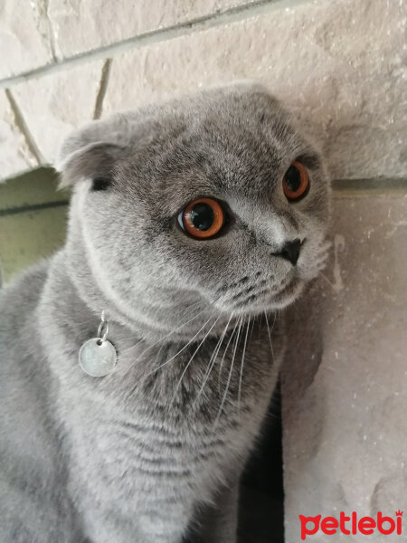 Scottish Fold, Kedi  DUMAN fotoğrafı