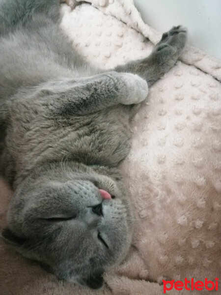 Scottish Fold, Kedi  DUMAN fotoğrafı