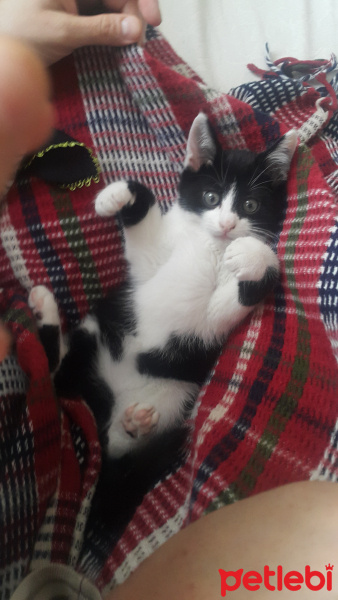 Tuxedo (Smokin) Kedi, Kedi  Paşa fotoğrafı