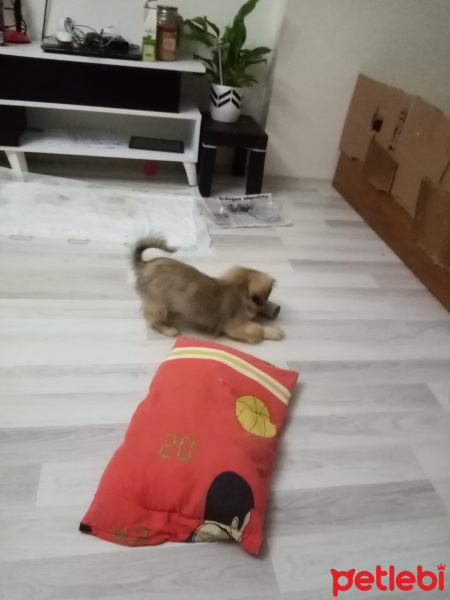 Pekingese, Köpek  Pufy fotoğrafı