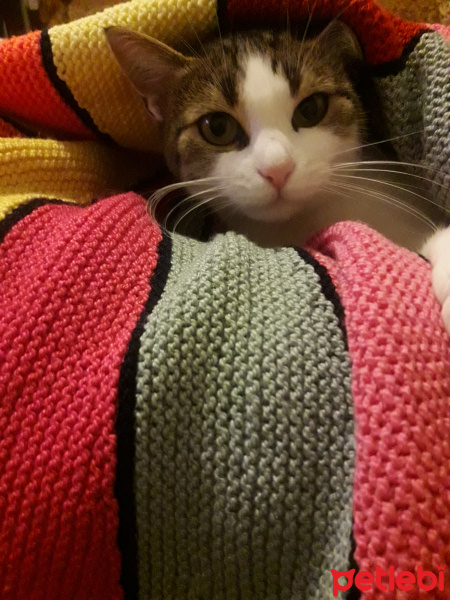 Tekir Kedi, Kedi  Kadife fotoğrafı