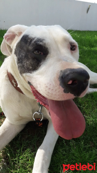 Dogo Arjantin, Köpek  Lusi fotoğrafı