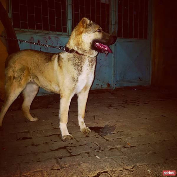 Kangal, Köpek  Mert fotoğrafı
