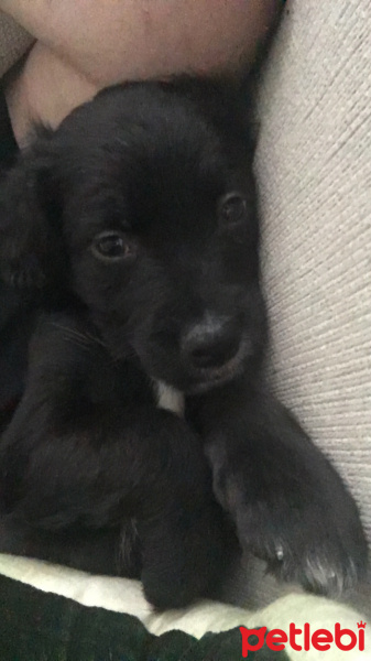 Labrador Retriever, Köpek  Chivas fotoğrafı