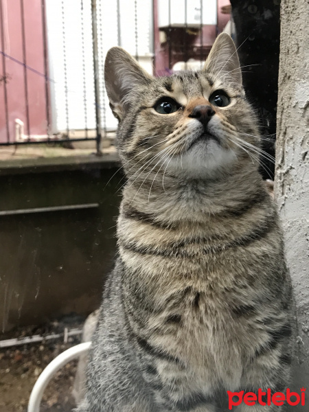 Muhabbet Kuşu, Kuş  Boncuk fotoğrafı