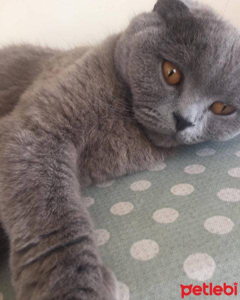 Scottish Fold, Kedi  Atlas fotoğrafı