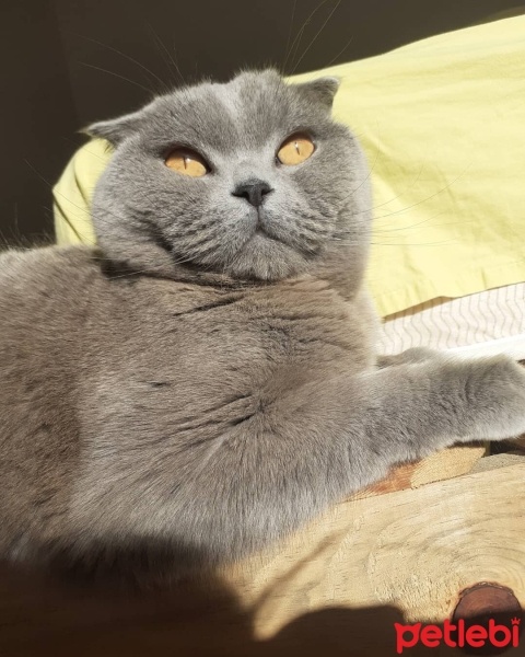 Scottish Fold, Kedi  Atlas fotoğrafı