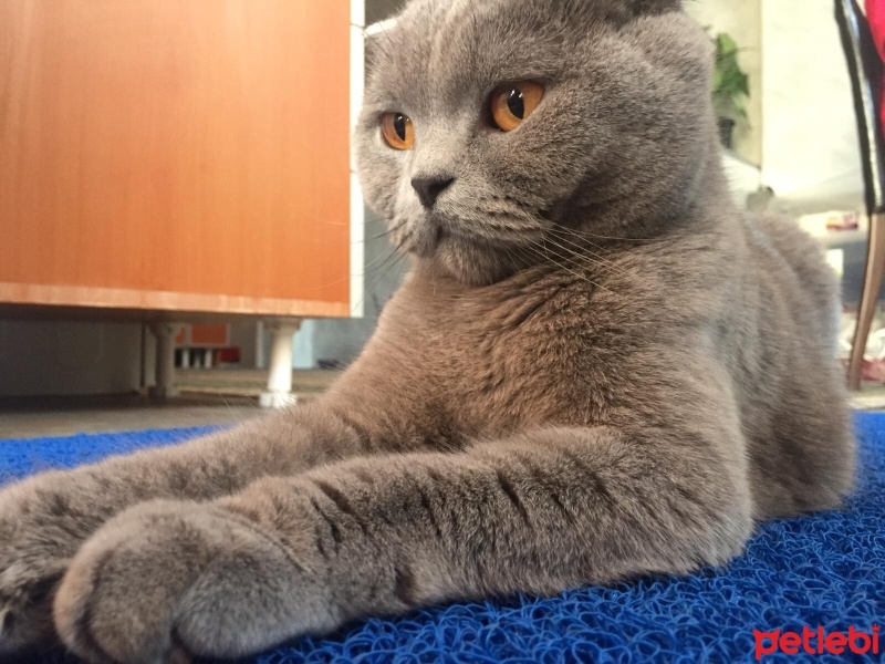 Scottish Fold, Kedi  Atlas fotoğrafı