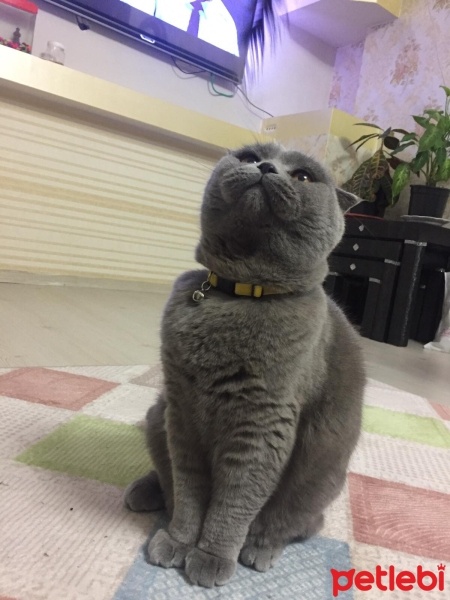 Scottish Fold, Kedi  Atlas fotoğrafı