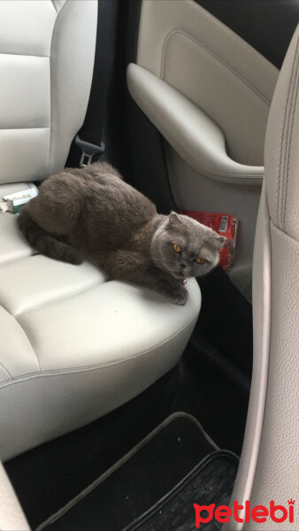 Scottish Fold, Kedi  Mia fotoğrafı