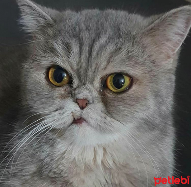 İran Kedisi (Persian), Kedi  Çakıl fotoğrafı