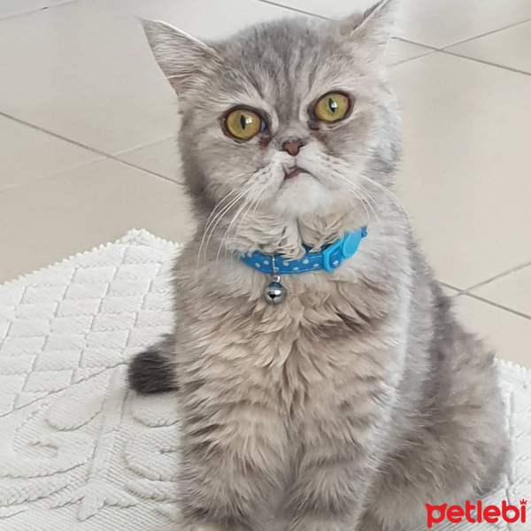 İran Kedisi (Persian), Kedi  Çakıl fotoğrafı