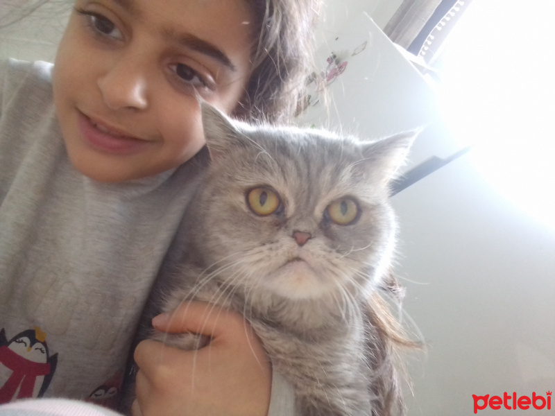 İran Kedisi (Persian), Kedi  Çakıl fotoğrafı