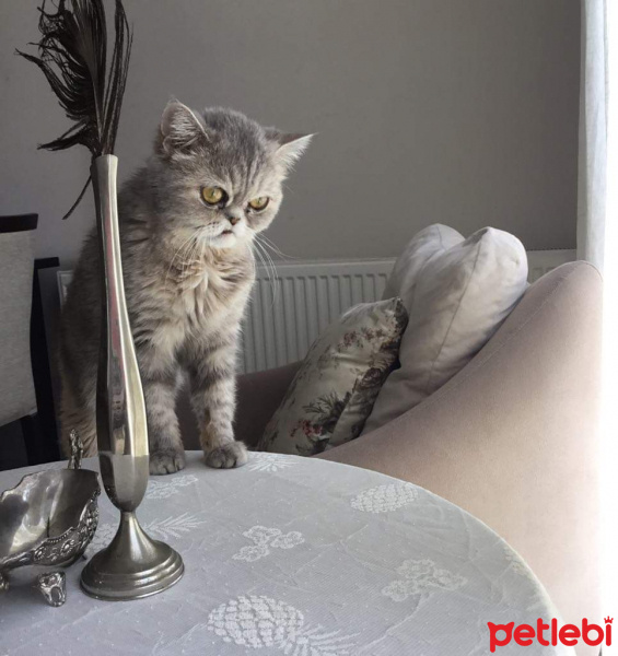 İran Kedisi (Persian), Kedi  Çakıl fotoğrafı