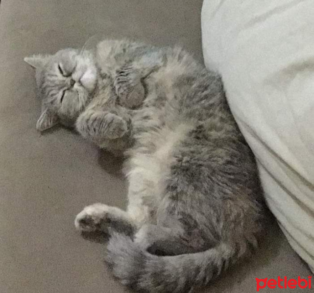 İran Kedisi (Persian), Kedi  Çakıl fotoğrafı